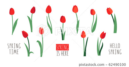 Vector set of red tulip flowers isolated on white background. Early spring garden flowers. Clip art for bright festive greeting card, poster, banner. Handwritten lettering. Vector set of red tulip flowers isolated on white background. Early spring garden flowers. Clip art for bright festive greeting card, poster, banner. Handwritten lettering. 62490100
