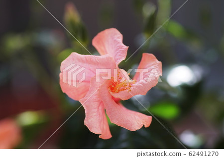 Hibiscus Hibiscus 62491270