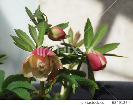 Christmas Rose Hellebore Christmas Rose Hellebore 62491274