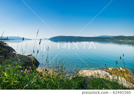 Landscape with flowers of Norway in summer 62491560