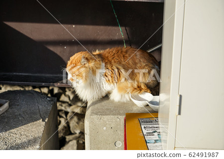 流浪貓在陽光下小睡 62491987