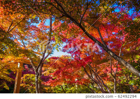 秋葉@凱漢娜紀念公園 62492294