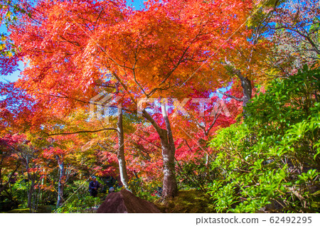 秋葉@凱漢娜紀念公園 62492295