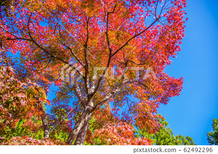 秋葉和藍天凱漢娜紀念公園 秋葉和藍天凱漢娜紀念公園 62492296