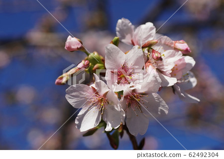 李屬x yedoensis'Tamanawa-zakura' 62492304
