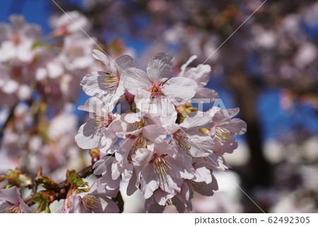 李屬x yedoensis'Tamanawa-zakura' 李屬x yedoensis'Tamanawa-zakura' 62492305
