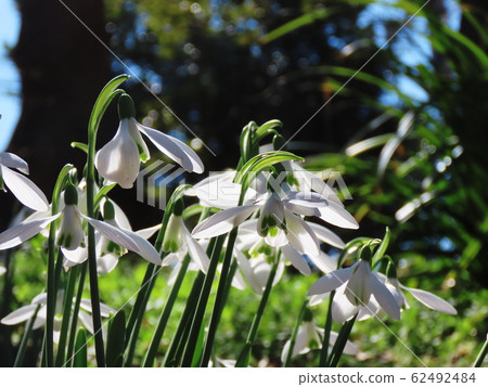 Snowdrop Snowdrop 62492484