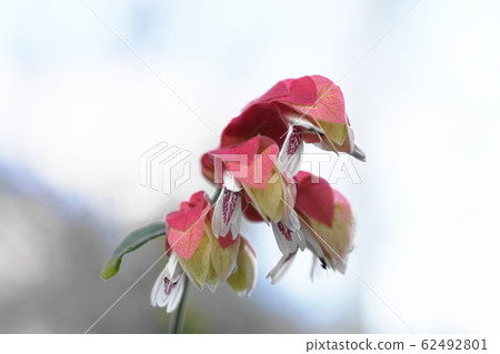 蝦Beloperone guttata 蝦Beloperone guttata 62492801