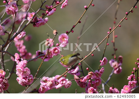 Plum forest of Makimi hillside park Plum forest of Makimi hillside park 62493005