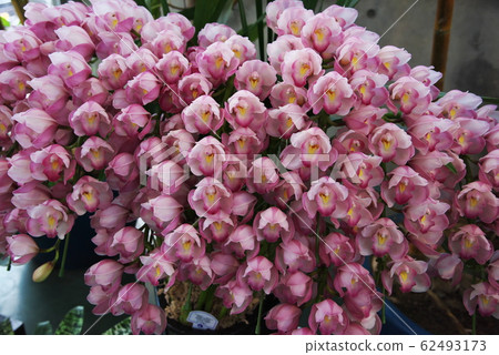 Cymbidium 62493173