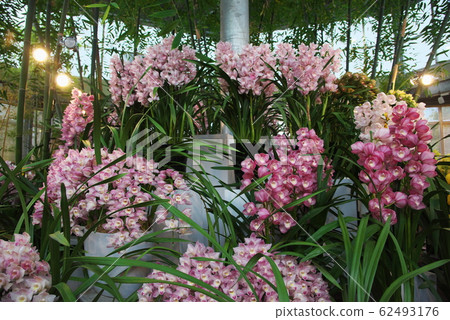 Symbidium Various 62493176