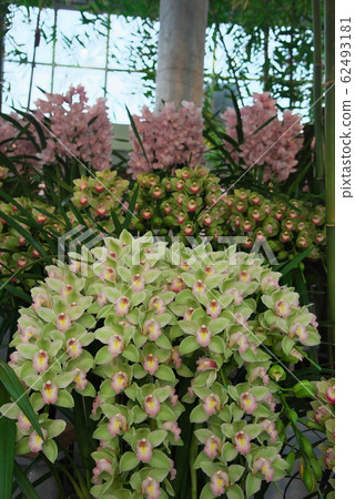 Cymbidium 62493181