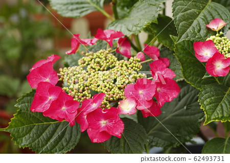 Gaku繡球花 Gaku繡球花 62493731