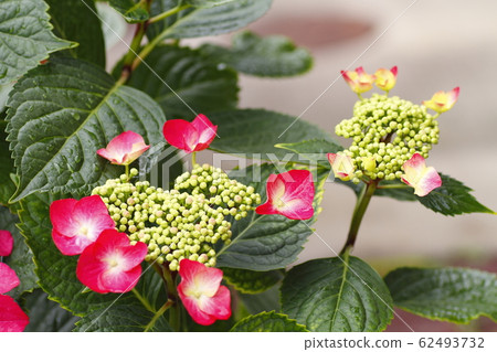 Gaku繡球花 Gaku繡球花 62493732