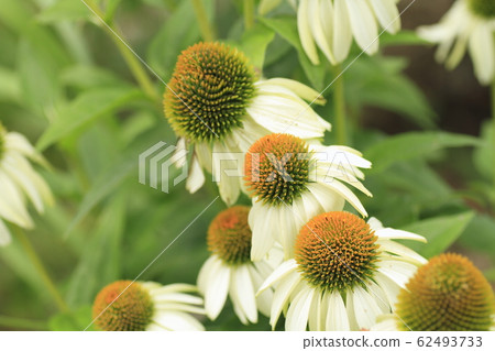 Echinacea flowers Echinacea flowers 62493733