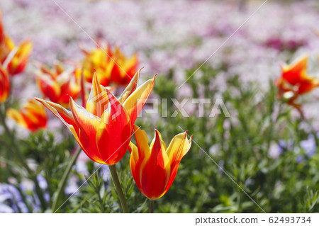 鬱金香花 鬱金香花 62493734