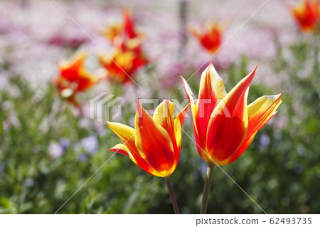 鬱金香花 62493735