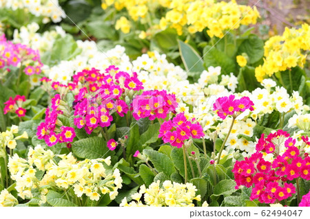 報春花的花 62494047