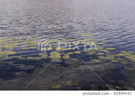 加拿大多倫多郊區心湖保護公園 62494547