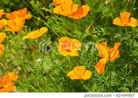 Saitama Konosu Spring Poppy Happy Square California Poppy Saitama Konosu Spring Poppy Happy Square California Poppy 62494987