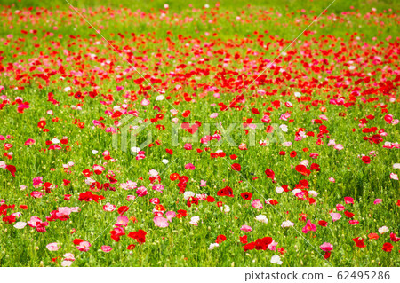 Saitama Konosu Spring Poppy Happy Square Charley Poppy 62495286