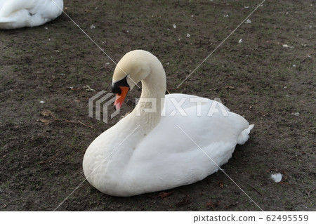 Belgium swan in Bruges 62495559