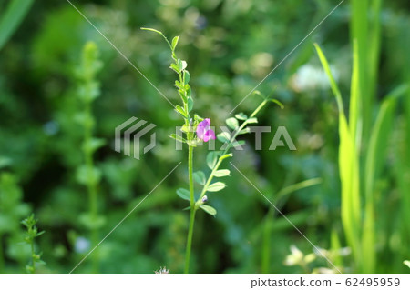 Karasuno peas 62495959