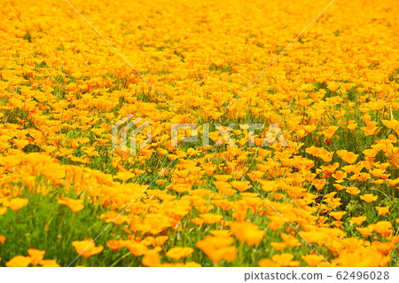 Saitama Konosu Spring Poppy Happy Square California Poppy 62496028