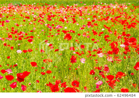 Saitama Konosu Spring Poppy Happy Square Charley Poppy 62496484