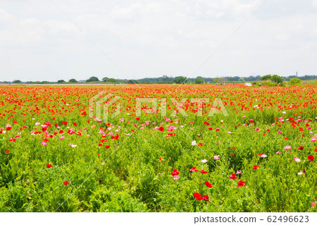 Saitama Konosu Spring Poppy Happy Square Charley Poppy 62496623