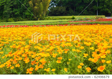 Saitama Konosu Spring Poppy Happy Square 62496679