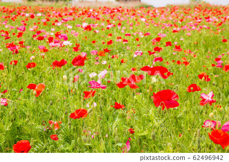 Saitama Konosu Spring Poppy Happy Square Charley Poppy 62496942