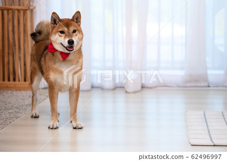 Shiba Inu Dog with red ribbon standing in living room near white curtain Shiba Inu Dog with red ribbon standing in living room near white curtain 62496997