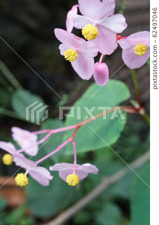 Aka Ha Tung Flower 62497046