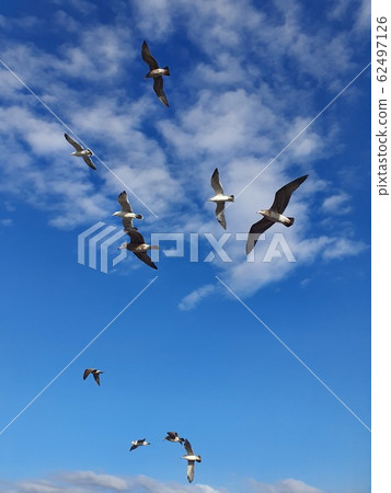 幾個海鷗在藍藍的天空中飛翔 62497126