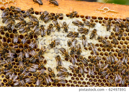 closeup of bees on honeycomb in apiary closeup of bees on honeycomb in apiary 62497891