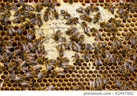 closeup of bees on honeycomb in apiary closeup of bees on honeycomb in apiary 62497892