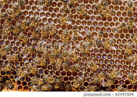closeup of bees on honeycomb in apiary 62497894