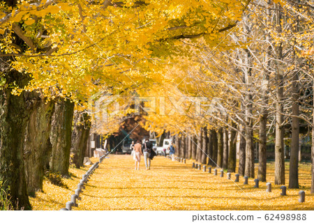 Le Ginkgo Namiki, Kakamigahara, Learning Forest, Winter Sona Street 62498988