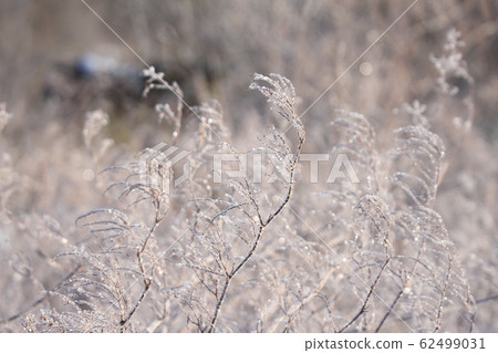 冬季枯萎的虎杖花 身穿白霜 照片素材 圖片 圖庫