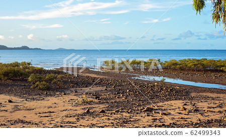 Mangroves By The Ocean 62499343