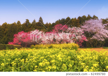 Spring full bloom  62499780