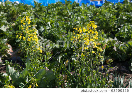 強姦農業 62500326