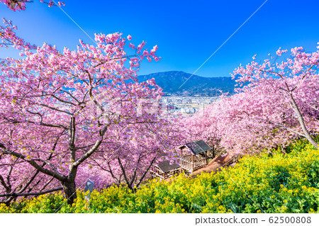 松田山川津櫻花盛開 松田山川津櫻花盛開 62500808