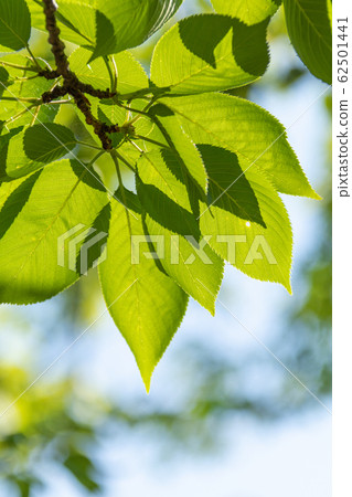 Light through the fresh green of Yoshino cherry tree 62501441
