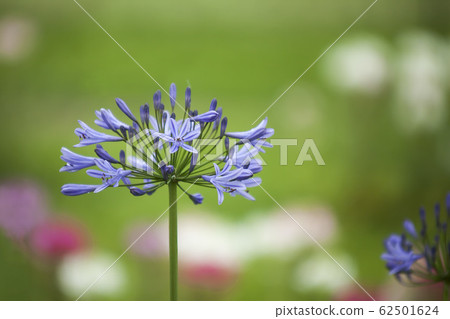 愛情花 初夏花風景 照片素材 圖片 圖庫