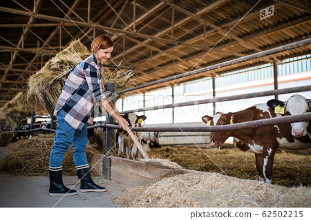 Woman worker with hay working on diary farm, agriculture industry. 62502215
