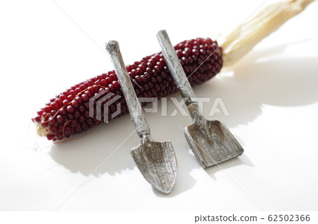 迷你玉米和微型鏟 62502366