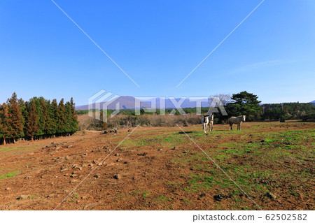 Greenery, weed field, pasture, pasture, field, meadow, horse, Greenery, weed field, pasture, pasture, field, meadow, horse, 62502582
