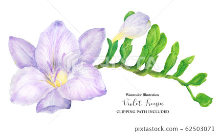Fresh delicate purple freesia branch with buds Fresh delicate purple freesia branch with buds 62503071